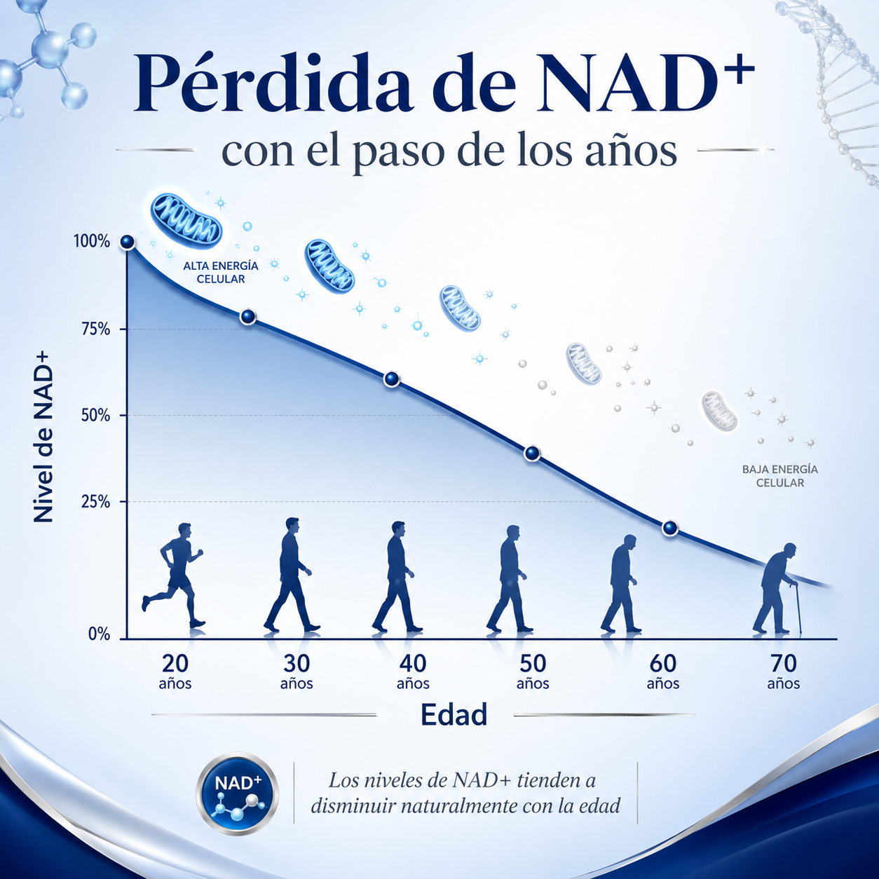 NAD + Liposomal con Resveratrol